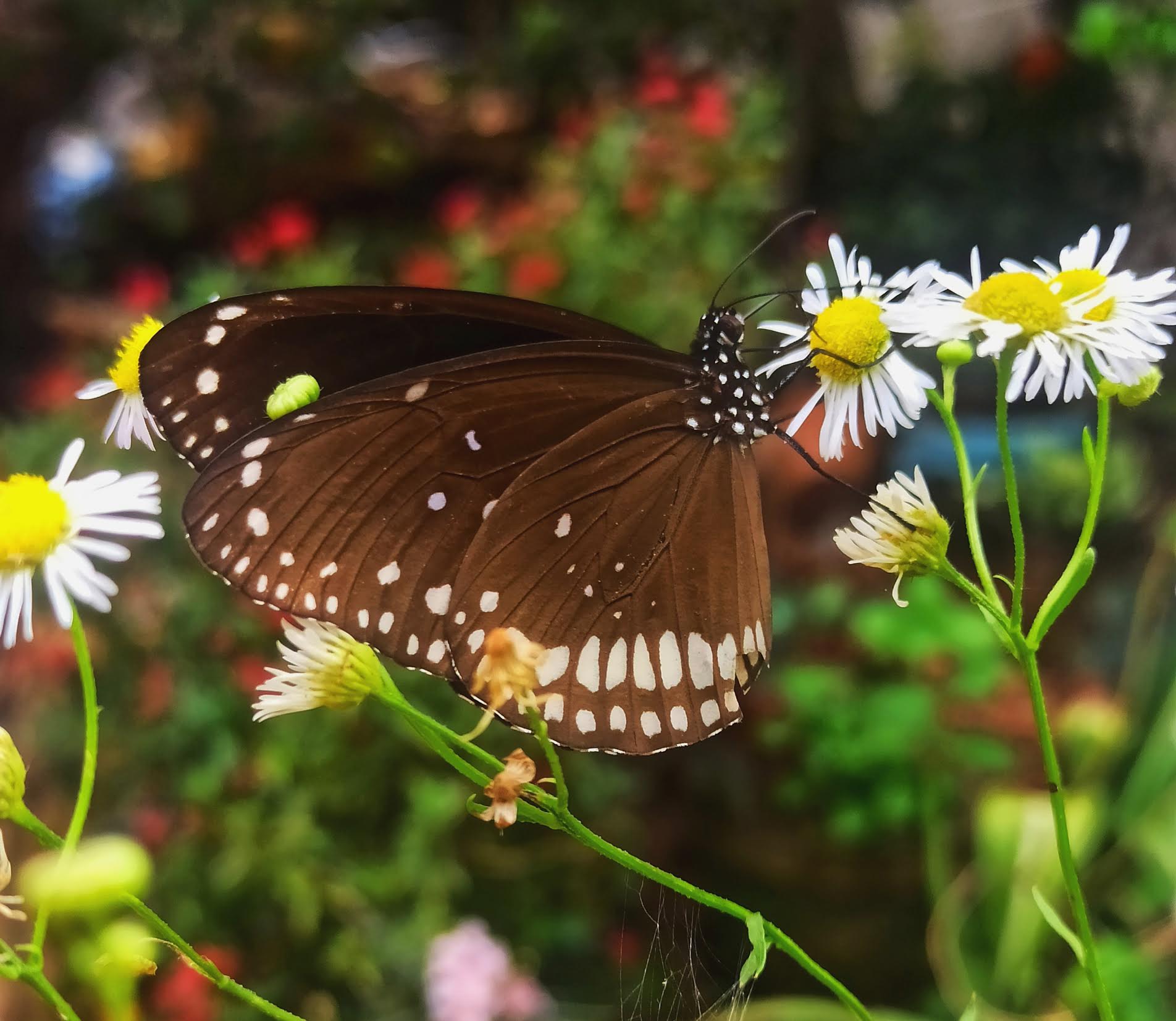 The Butterfly Effect: From Nature to Humans 